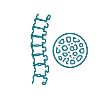 Osteoporosis icon